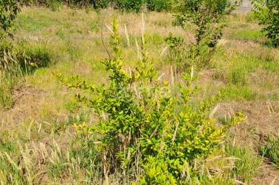 Terreno para Venda em Águeda e Borralha