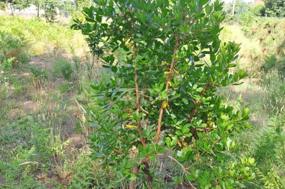 Terreno para Venda em Águeda e Borralha