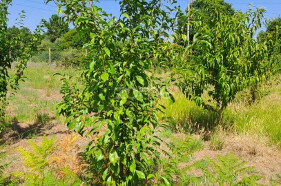 Terreno para Venda em Águeda e Borralha