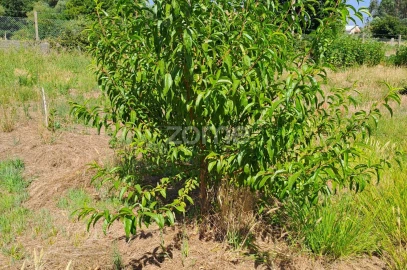 Terreno para Venda em Águeda e Borralha