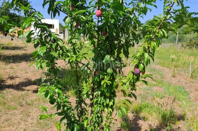 Terreno para Venda em Águeda e Borralha