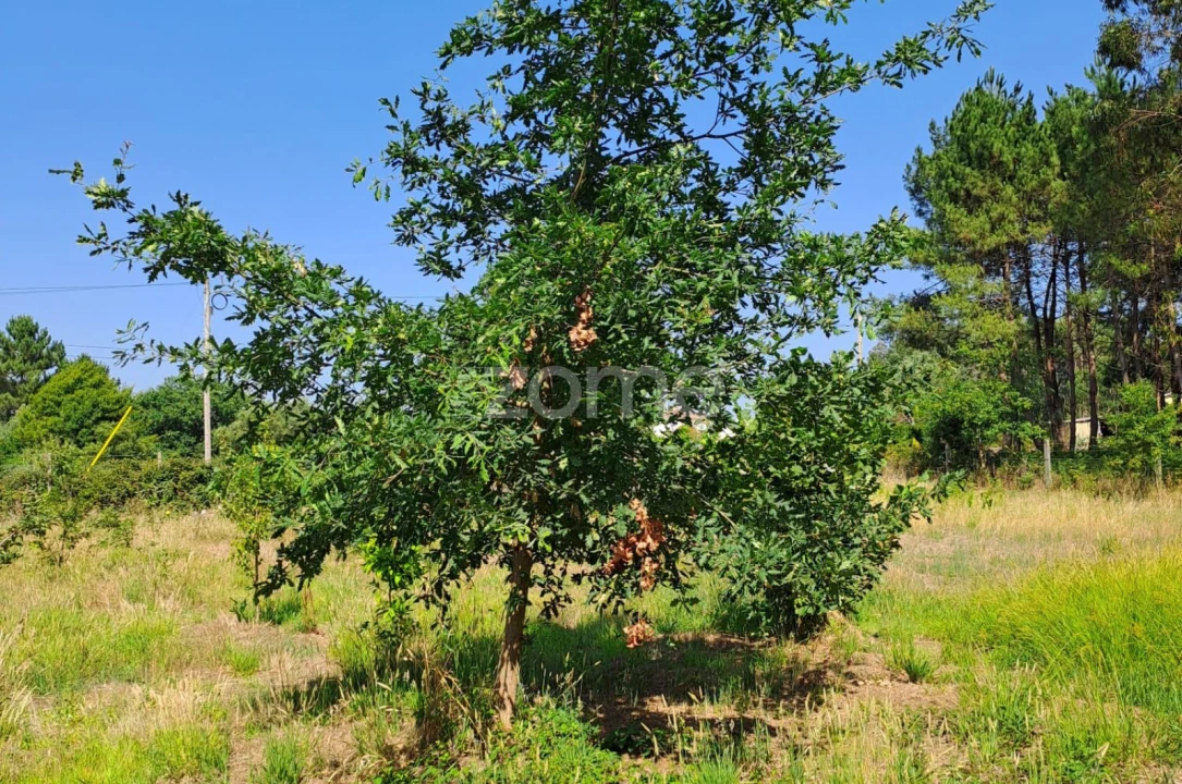 Terreno para Venda em Águeda e Borralha Foto 13
