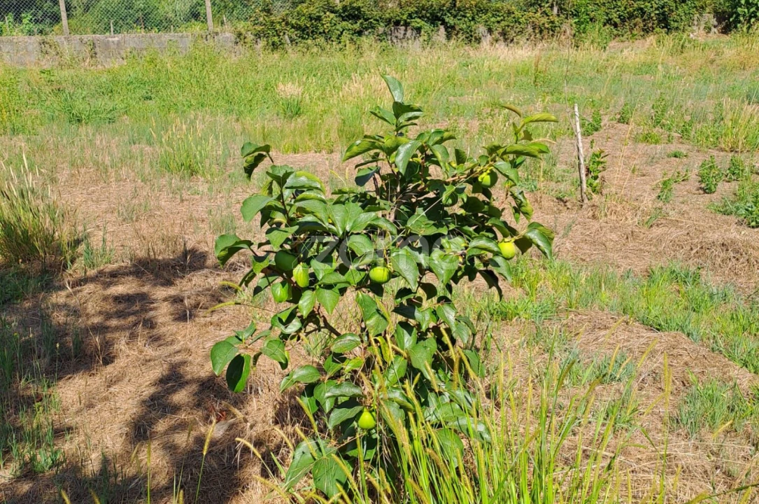 Terreno para Venda em Águeda e Borralha Foto 14