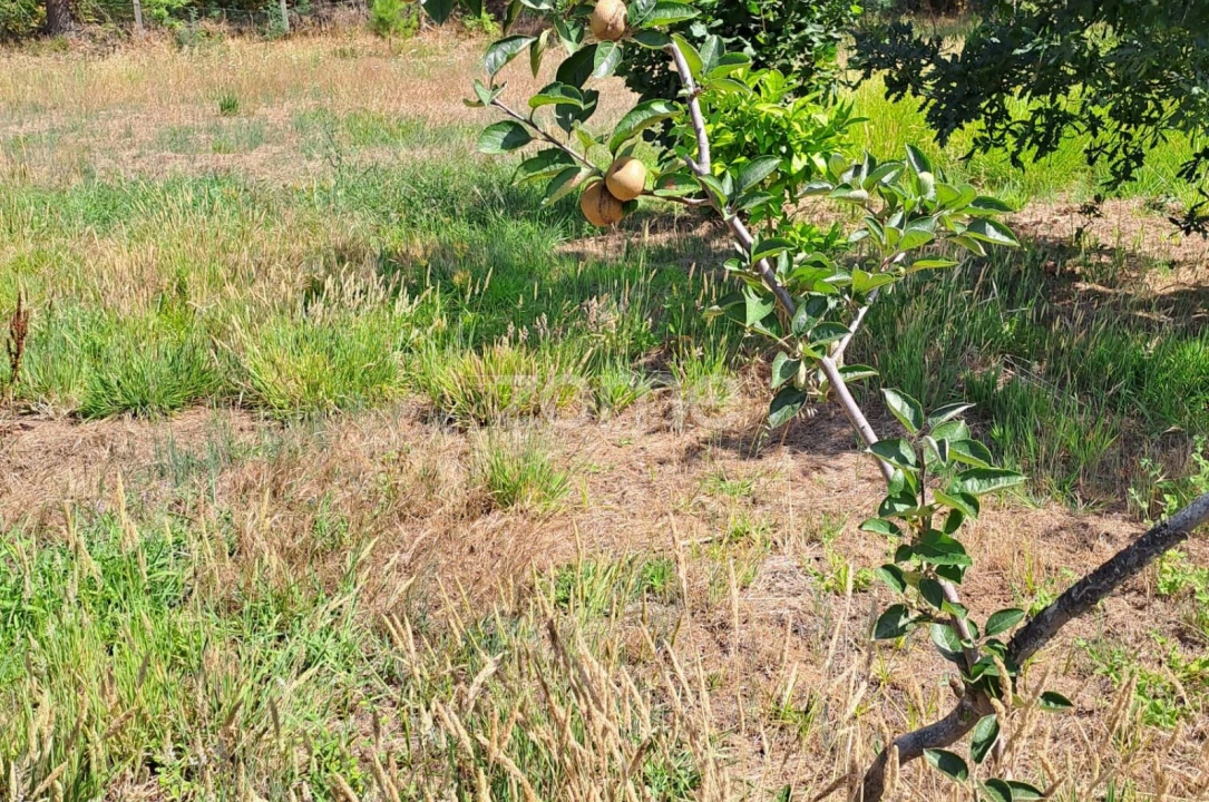 Terreno para Venda em Águeda e Borralha Foto 15