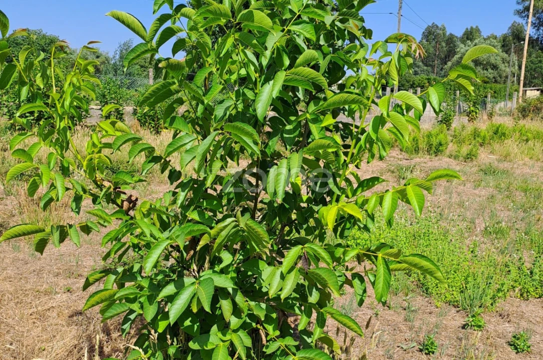 Terreno para Venda em Águeda e Borralha Foto 16