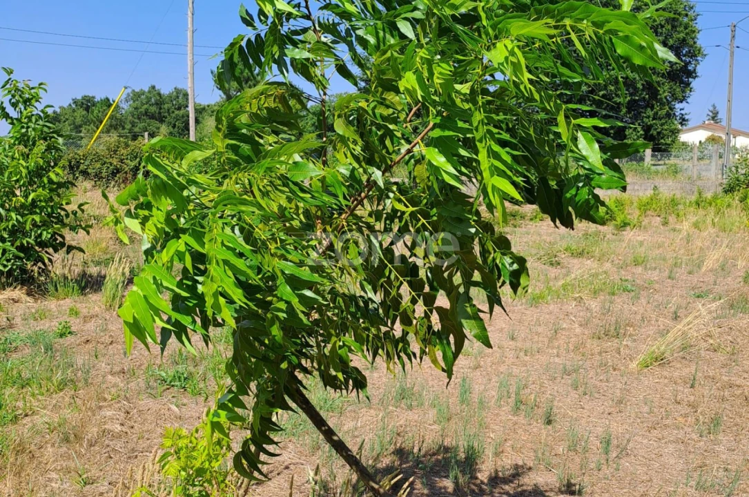 Terreno para Venda em Águeda e Borralha Foto 17