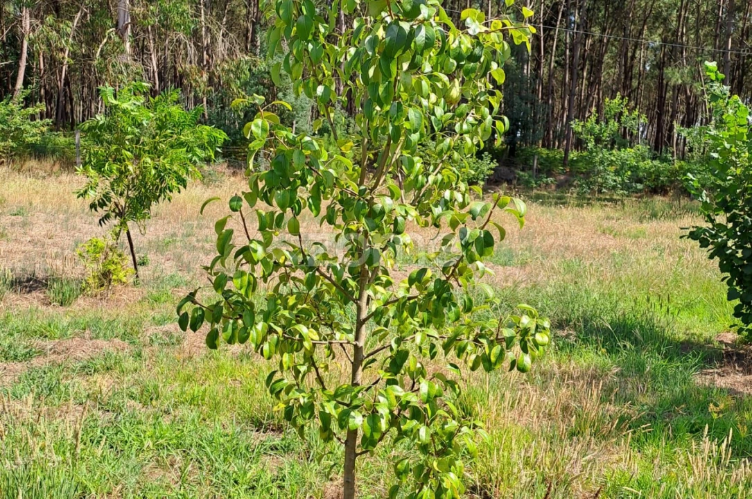 Terreno para Venda em Águeda e Borralha Foto 20