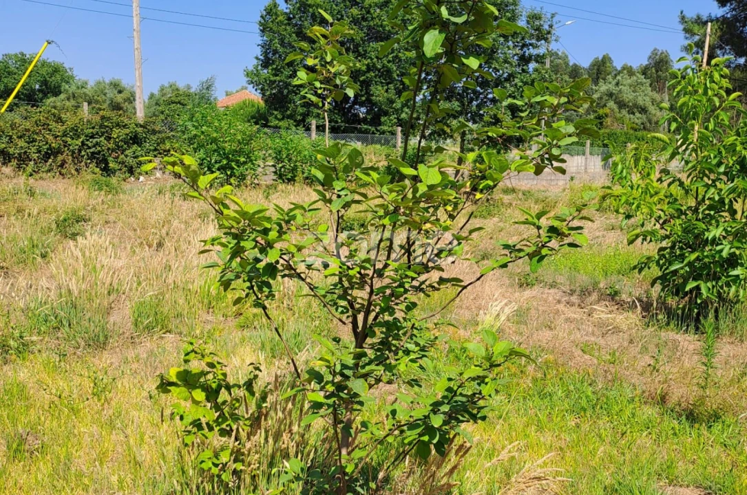 Terreno para Venda em Águeda e Borralha Foto 21