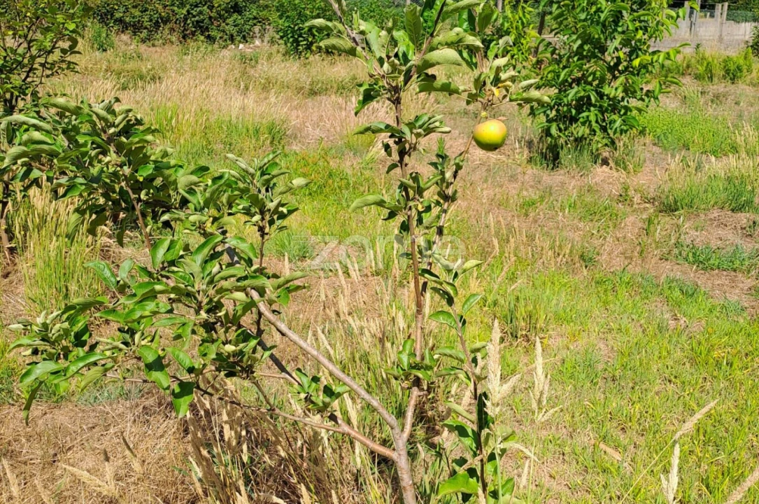 Terreno para Venda em Águeda e Borralha Foto 22