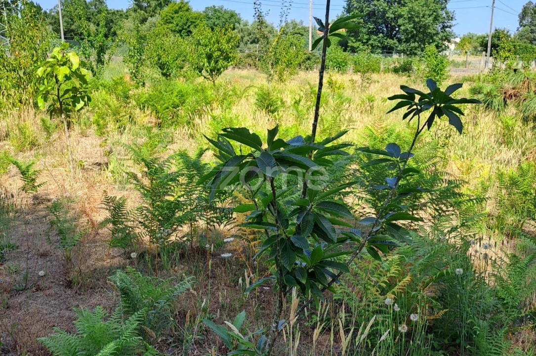 Terreno para Venda em Águeda e Borralha Foto 27