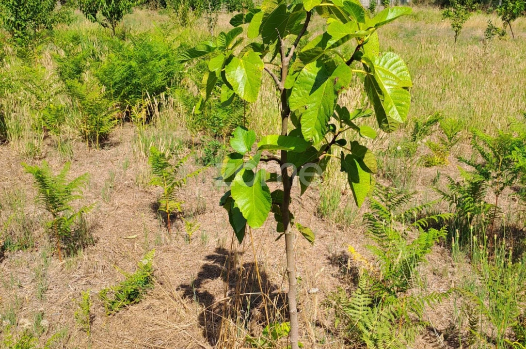 Terreno para Venda em Águeda e Borralha Foto 28