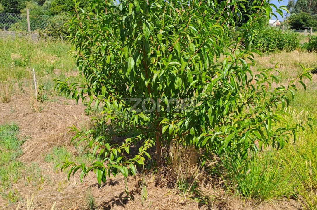 Terreno para Venda em Águeda e Borralha Foto 31