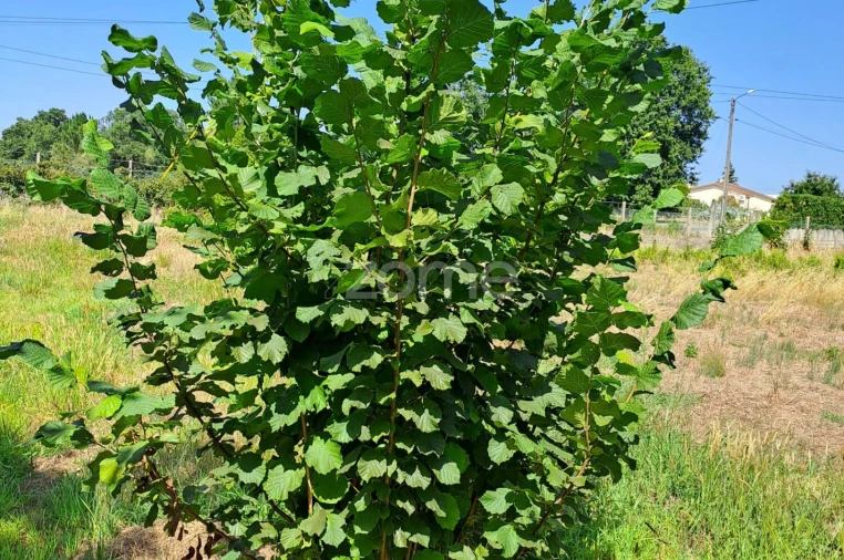 Terreno para Venda em Águeda e Borralha Foto 18