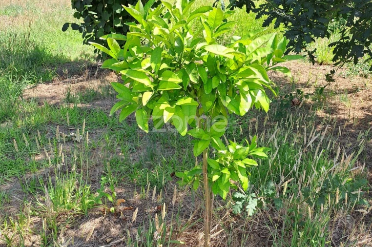 Terreno para Venda em Águeda e Borralha Foto 19