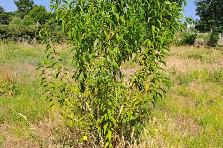 Terreno para Venda em Águeda e Borralha Foto 24