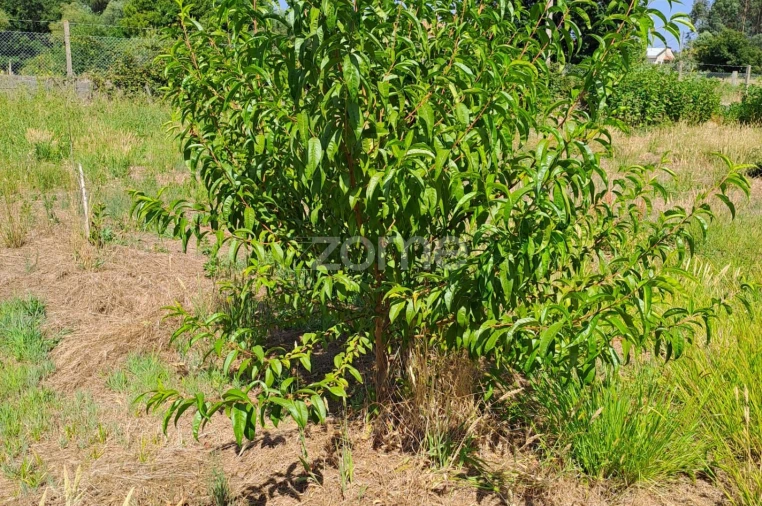 Terreno para Venda em Águeda e Borralha Foto 31