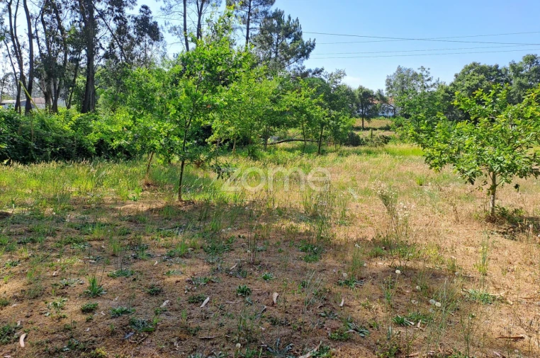 Terreno para Venda em Águeda e Borralha Foto 3