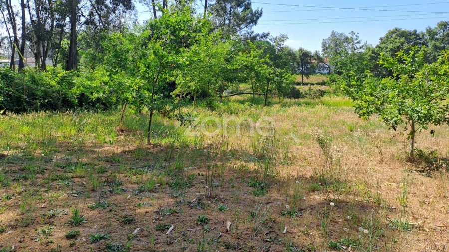 Terreno para Venda em Águeda e Borralha