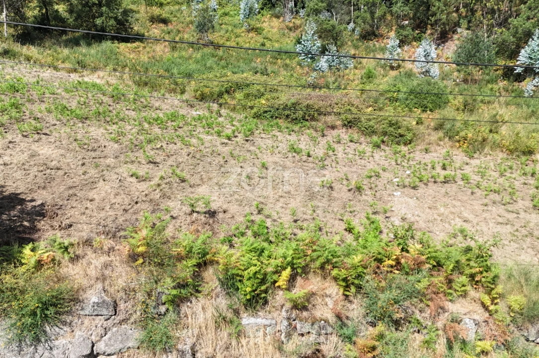 Terreno para Venda em Pereira Foto 7