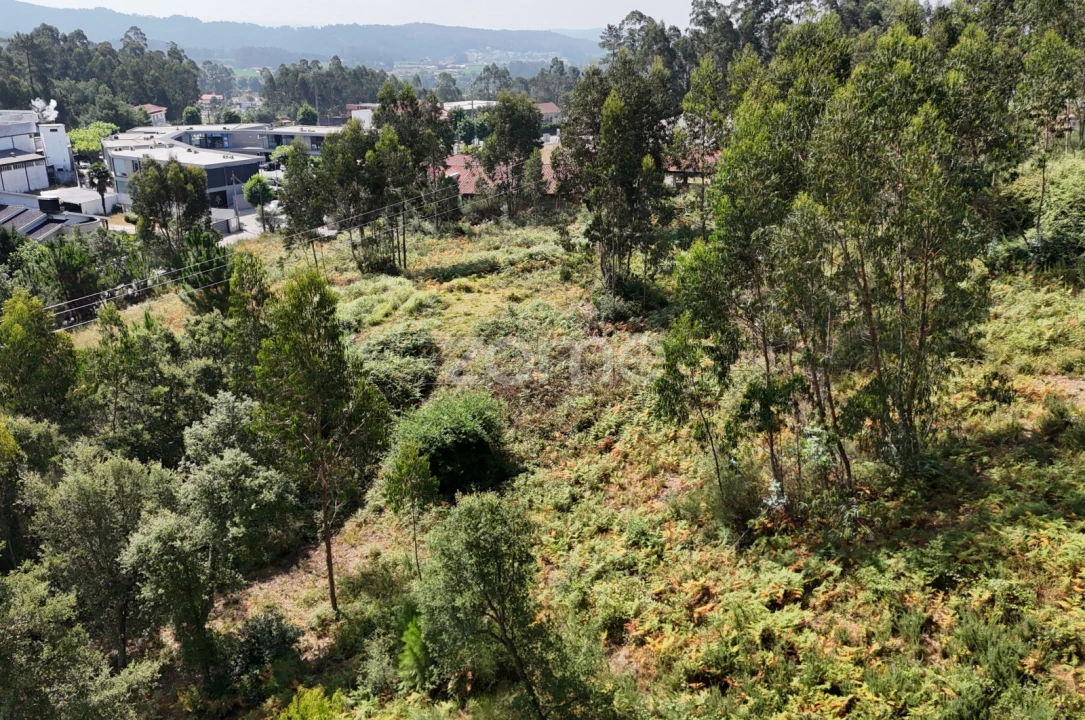 Terreno para Venda em Pereira Foto 8