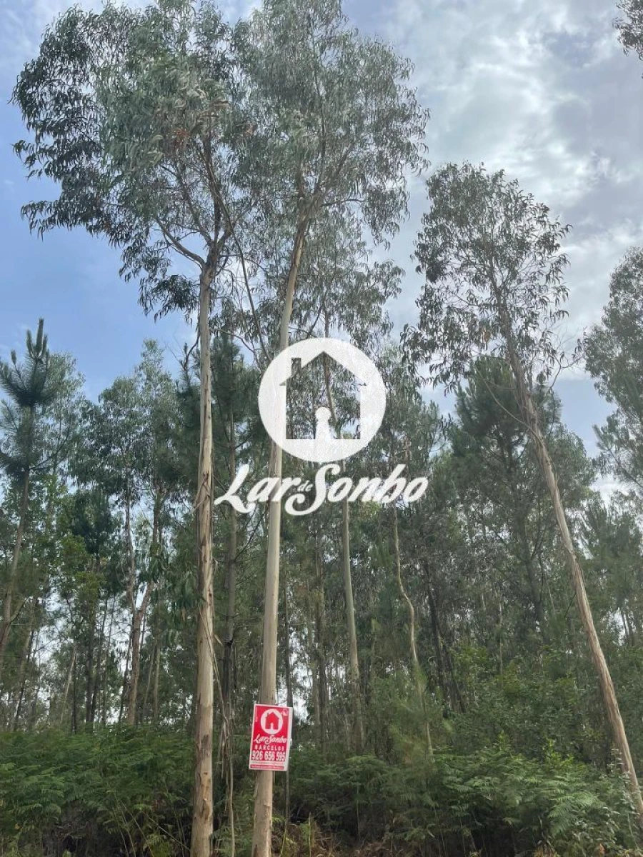 Terreno Agricola ou Rústico para Venda em Alvelos Foto 10