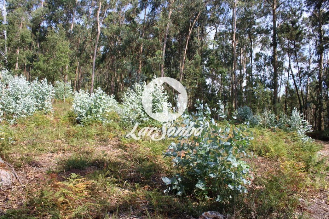 Terreno Agricola ou Rústico para Venda em Galegos (Santa Maria) Foto 6