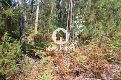 Terreno Agricola ou Rústico para Venda em Galegos (Santa Maria)