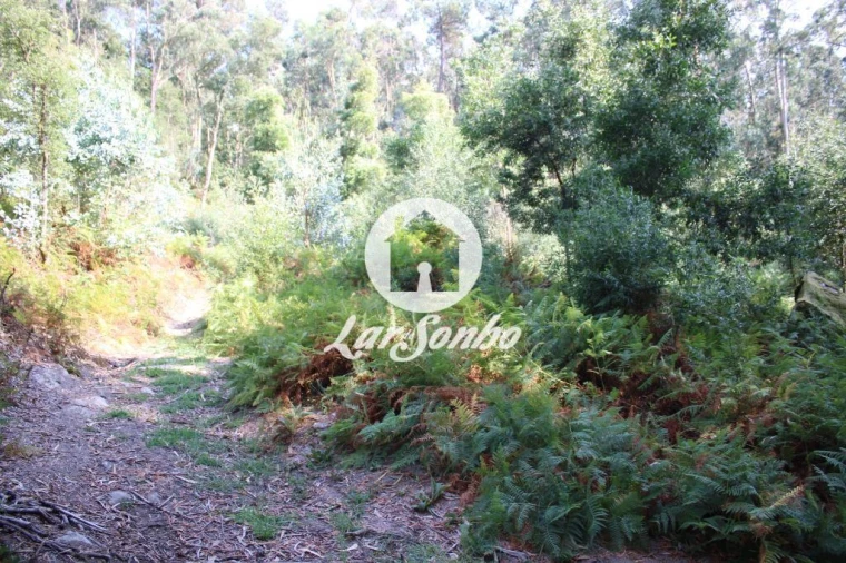 Terreno Agricola ou Rústico para Venda em Galegos (Santa Maria) Foto 8