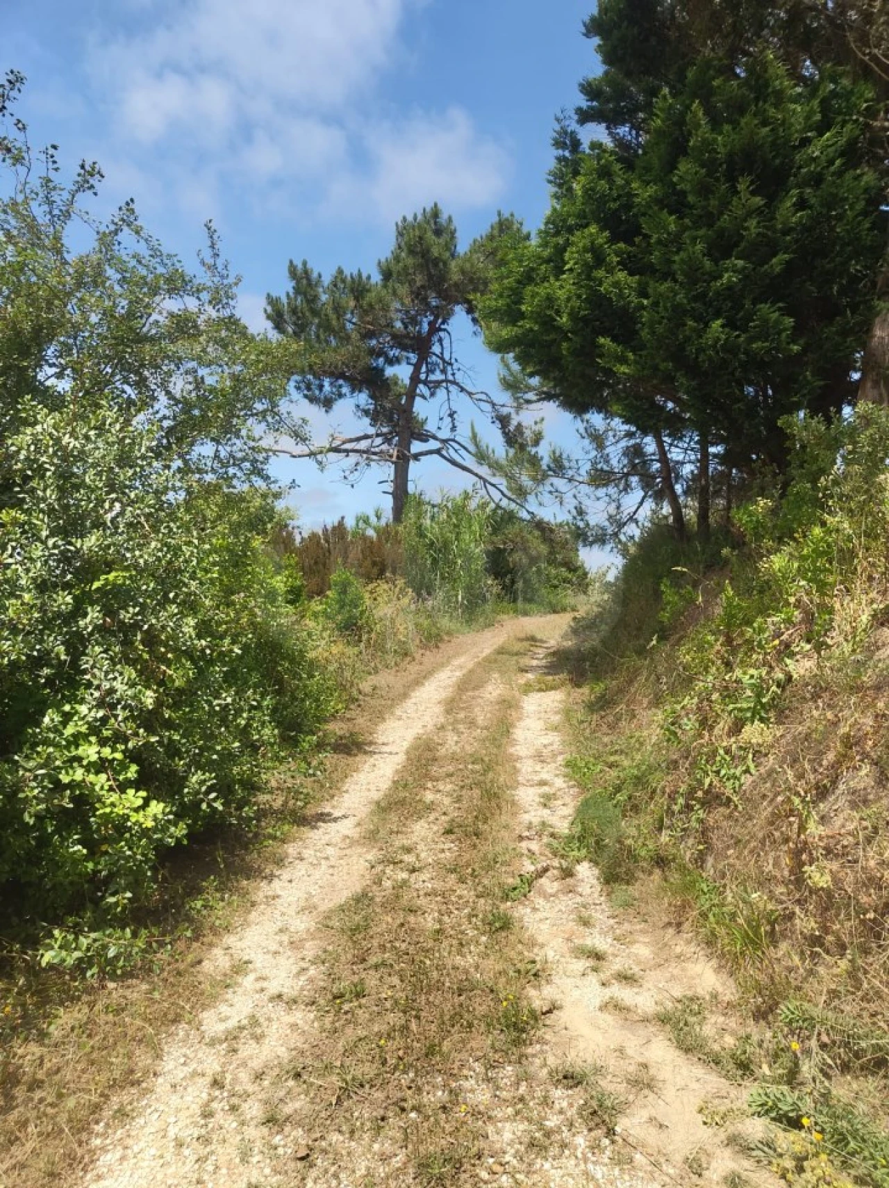 Terreno para Venda em Alvorninha Foto 19