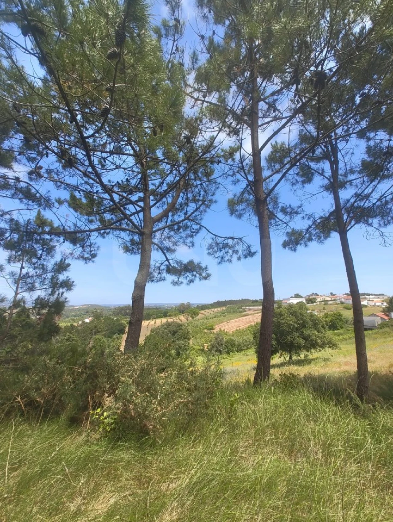 Terreno para Venda em Alvorninha Foto 25