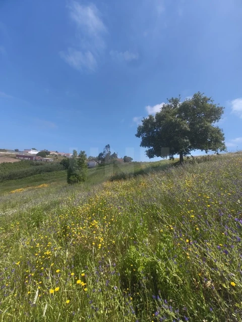 Terreno para Venda em Alvorninha