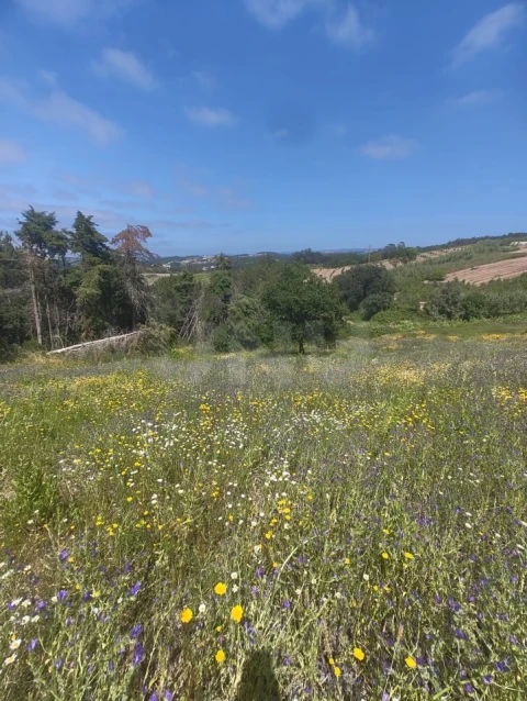 Terreno para Venda em Alvorninha