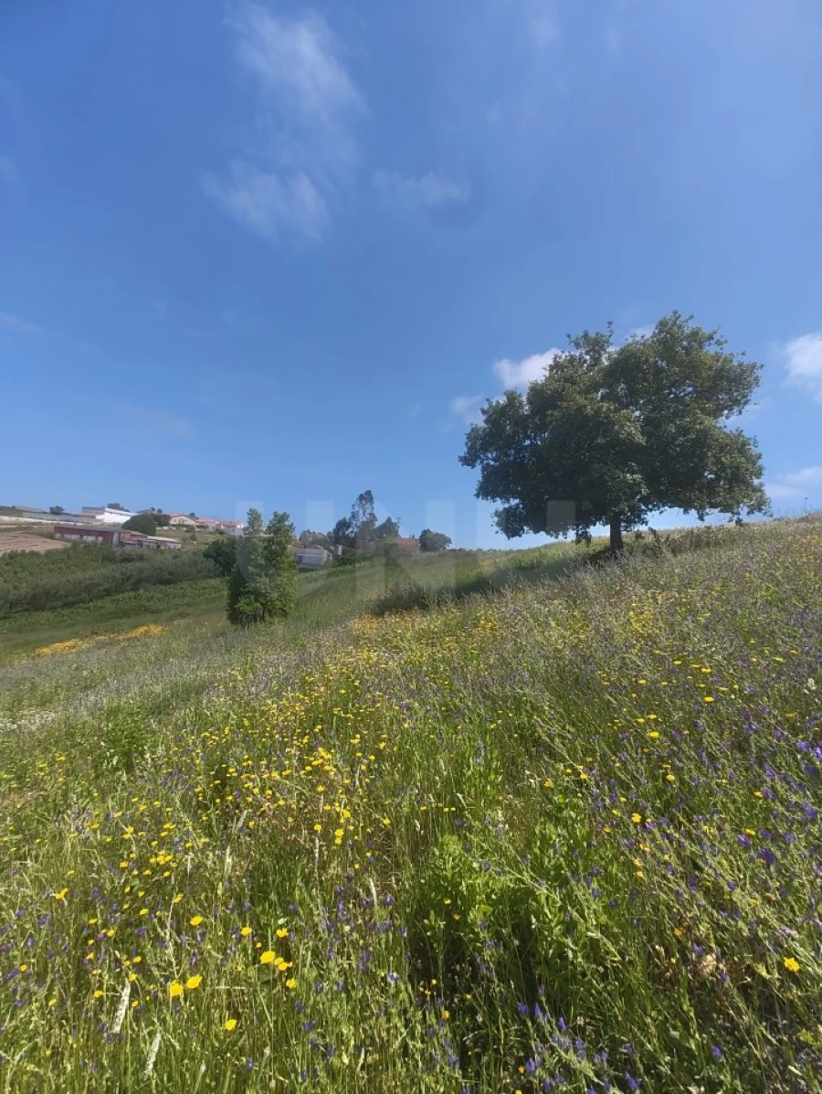 Terreno para Venda em Alvorninha Foto 27