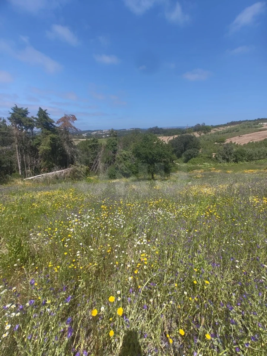 Terreno para Venda em Alvorninha Foto 29