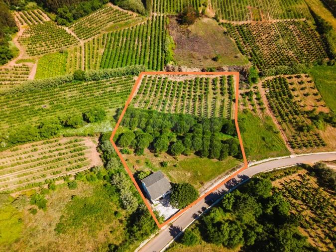 Moradia T3 para Venda em Peral Foto 3