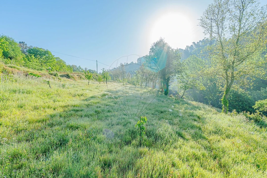 Quinta T
           para Venda em Tropeço Foto 10