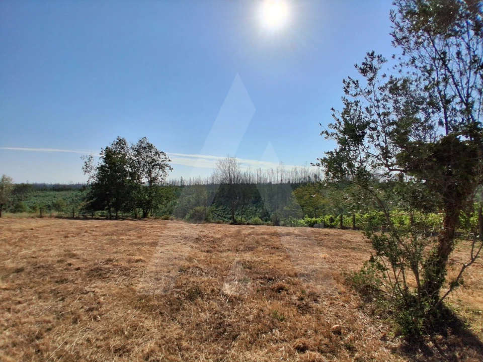 Terreno para Venda em Macinhata do Vouga Foto 7
