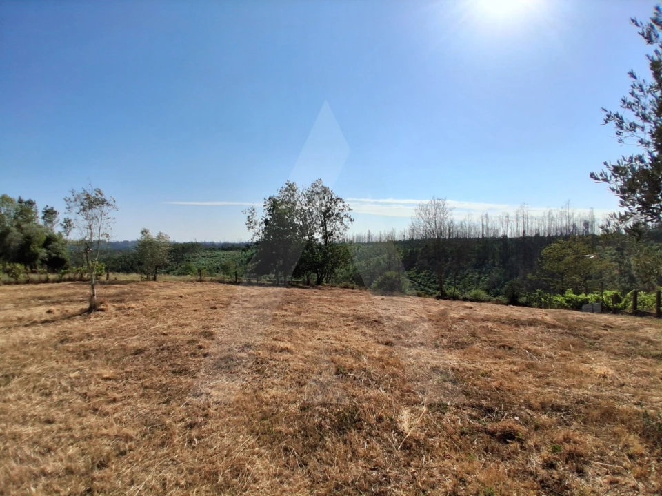 Terreno para Venda em Macinhata do Vouga Foto 9