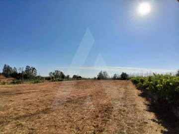 Terreno para Venda em Macinhata do Vouga