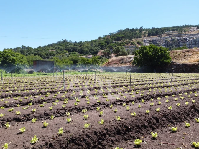 Terreno Agricola ou Rústico para Venda em Monchique Foto 22