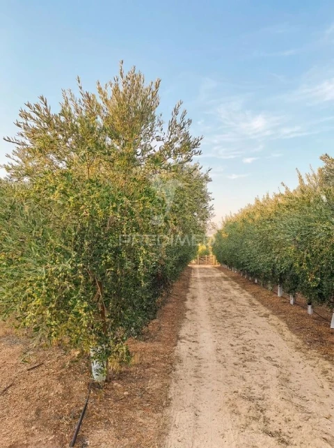Quinta T4 para Venda em Pedrogão