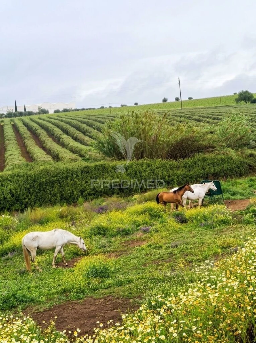 Quinta T4 para Venda em Pedrogão Foto 2