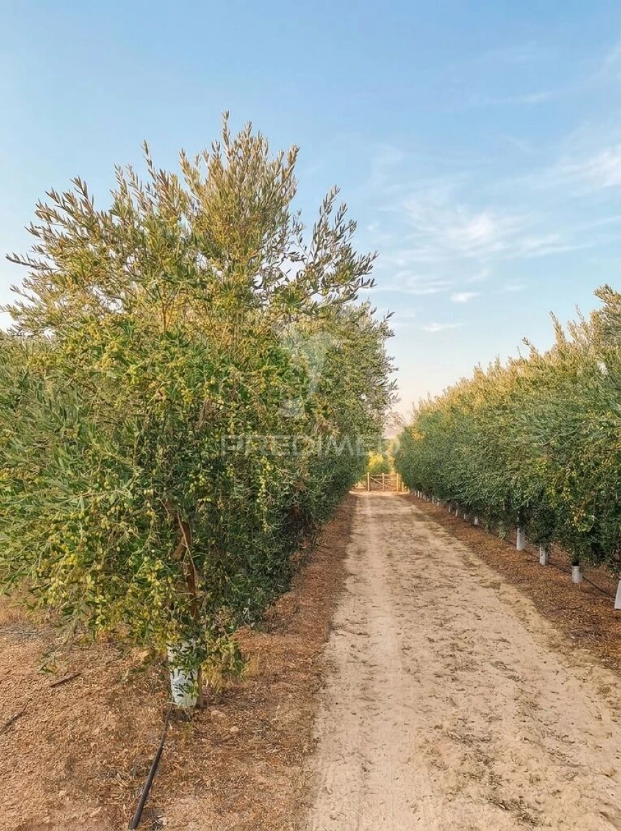 Quinta T4 para Venda em Pedrogão Foto 8
