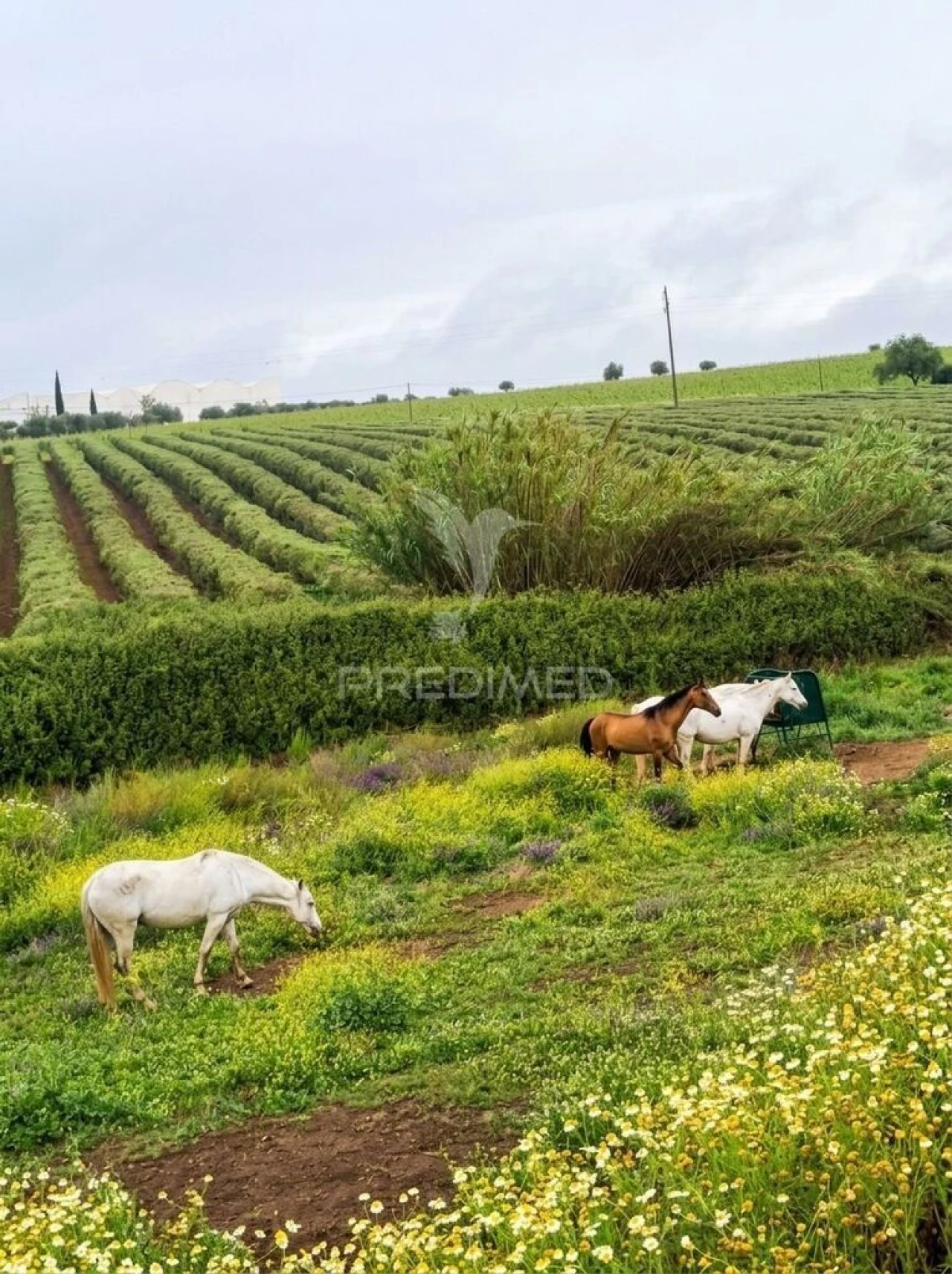 Quinta T4 para Venda em Pedrogão Foto 2