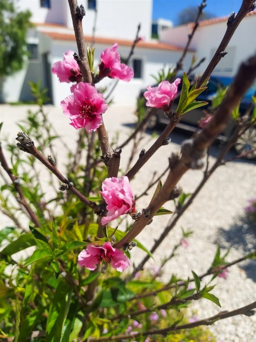 Moradia T3 para Venda em Albufeira e Olhos de Água Foto 7