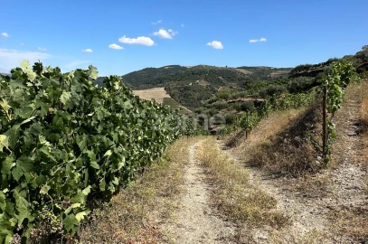 Terreno para Venda em Castanheiro do Sul