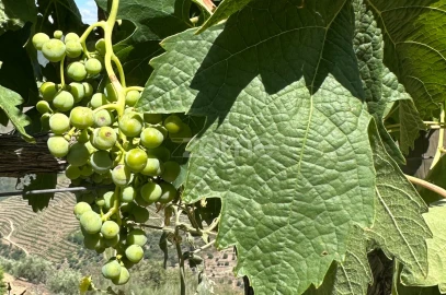 Terreno para Venda em Castanheiro do Sul