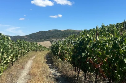 Terreno para Venda em Castanheiro do Sul