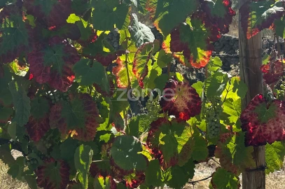 Terreno para Venda em Castanheiro do Sul