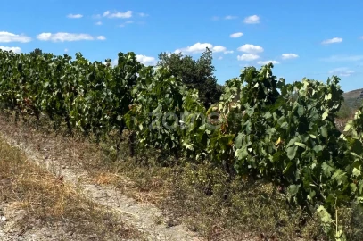 Terreno para Venda em Castanheiro do Sul